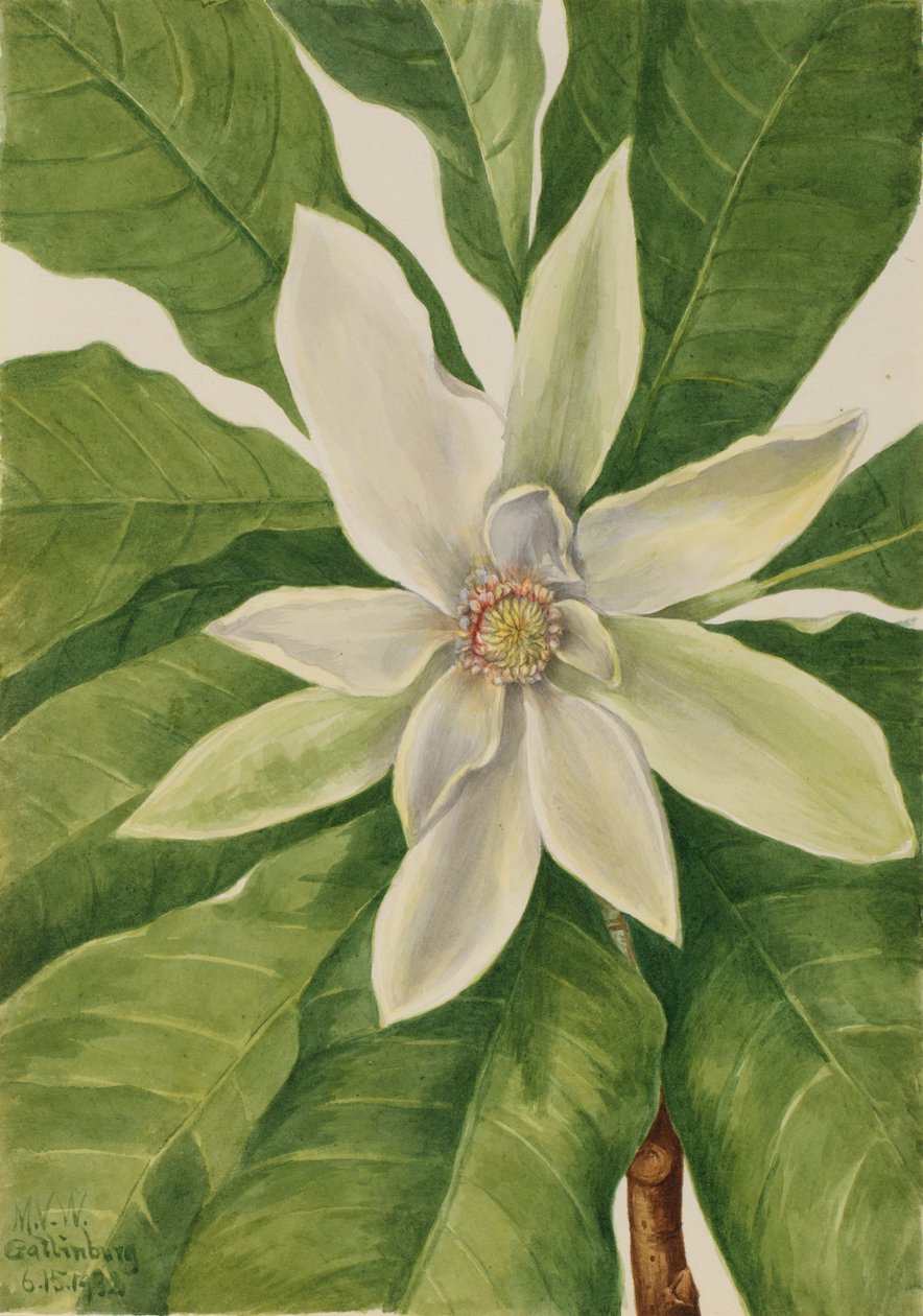 Paraplytræ Magnolia tripetala, 1932. af Mary Vaux Walcott