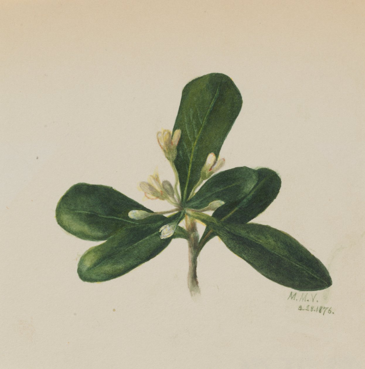 Uden titel - Blomsterstudie, 1876. af Mary Vaux Walcott