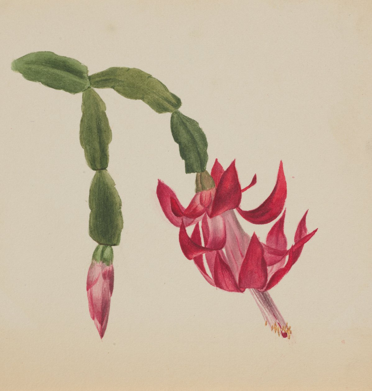 Uden titel - Blomsterstudie, 1878. af Mary Vaux Walcott