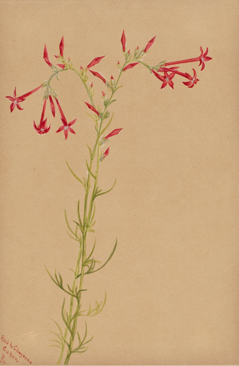 Uden titel - Blomsterstudie, 1883. af Mary Vaux Walcott