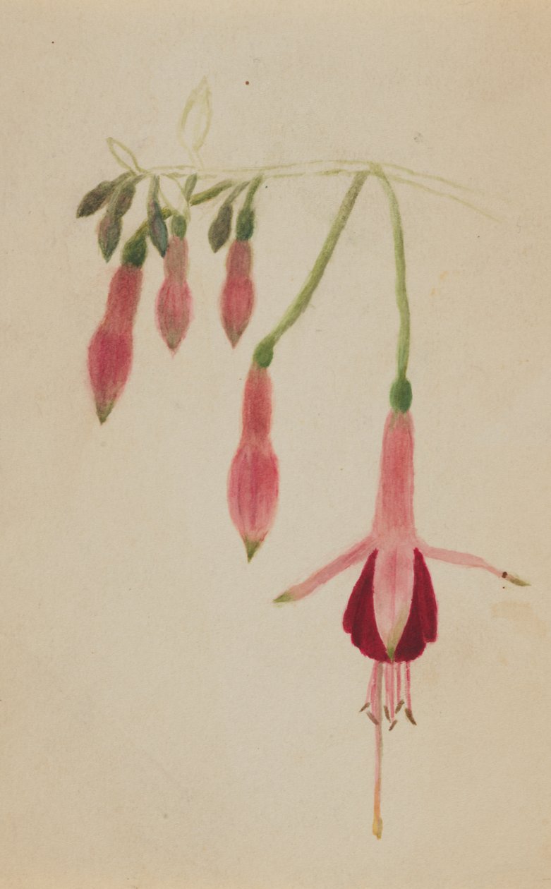 Uden titel--Flower Study, ca. 1872-1874. af Mary Vaux Walcott