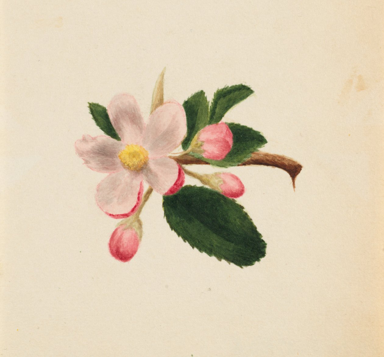 Uden titel--Flower Study, ca. 1876. af Mary Vaux Walcott