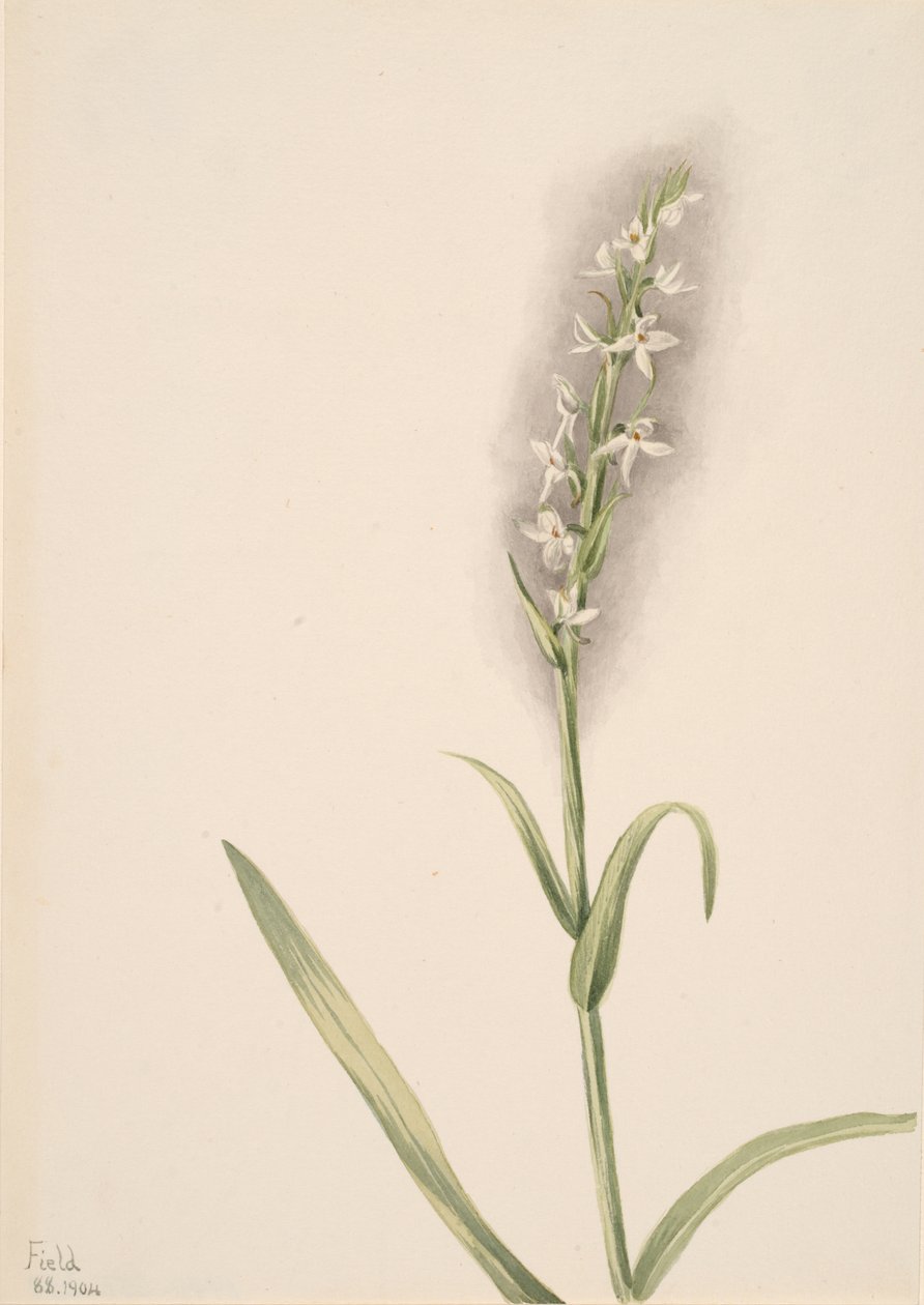 Uden titel--Plant Study, 1904. af Mary Vaux Walcott