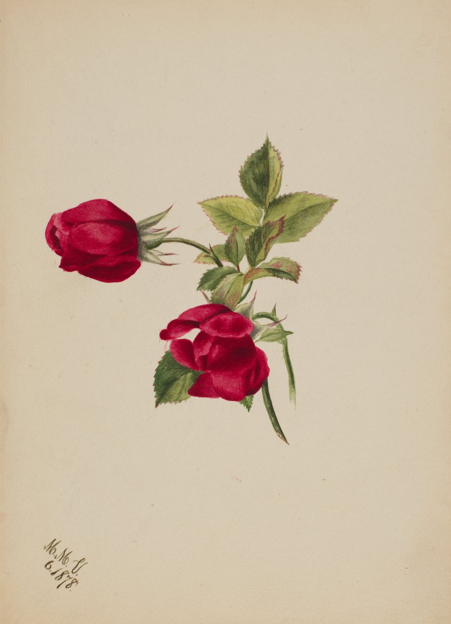 Uden titel - Rose, 1878. af Mary Vaux Walcott