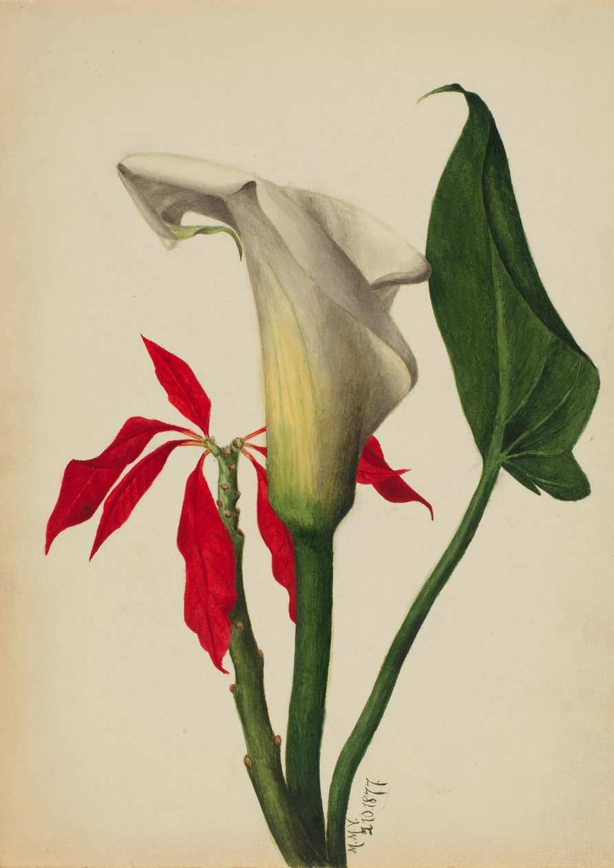 Uden titel Calla Lily, 1877. af Mary Vaux Walcott