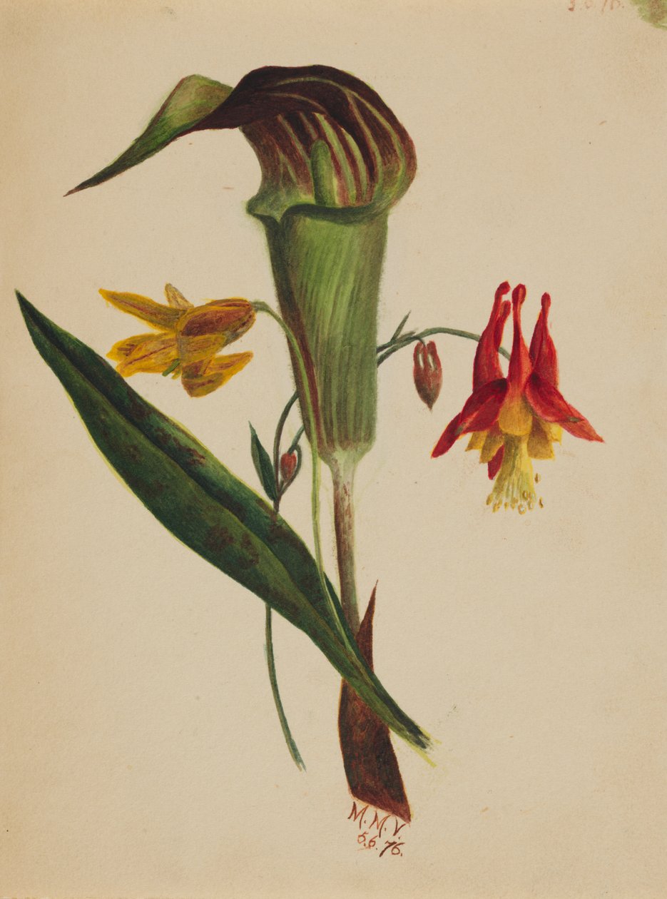 Uden titel Jack in the Pulpit, 1876. af Mary Vaux Walcott