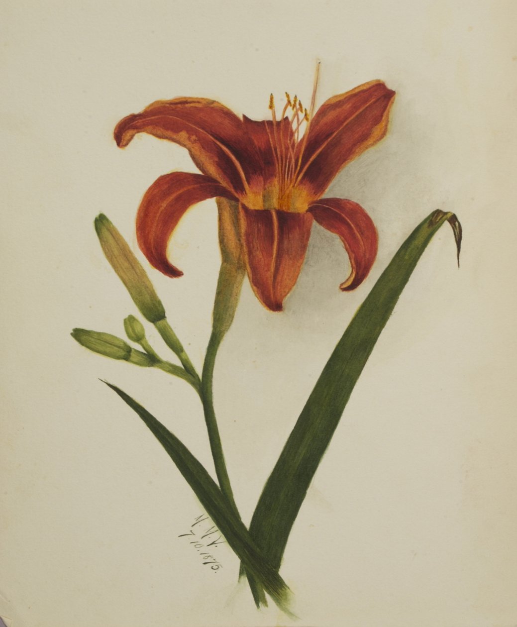 Uden titel Lily, 1875. af Mary Vaux Walcott