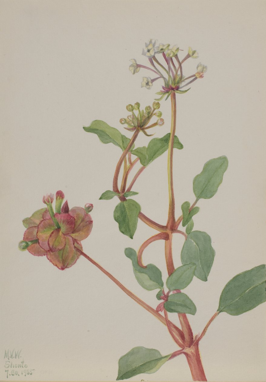 Uden titel Tripterocalyx pedunculatus, 1935. af Mary Vaux Walcott