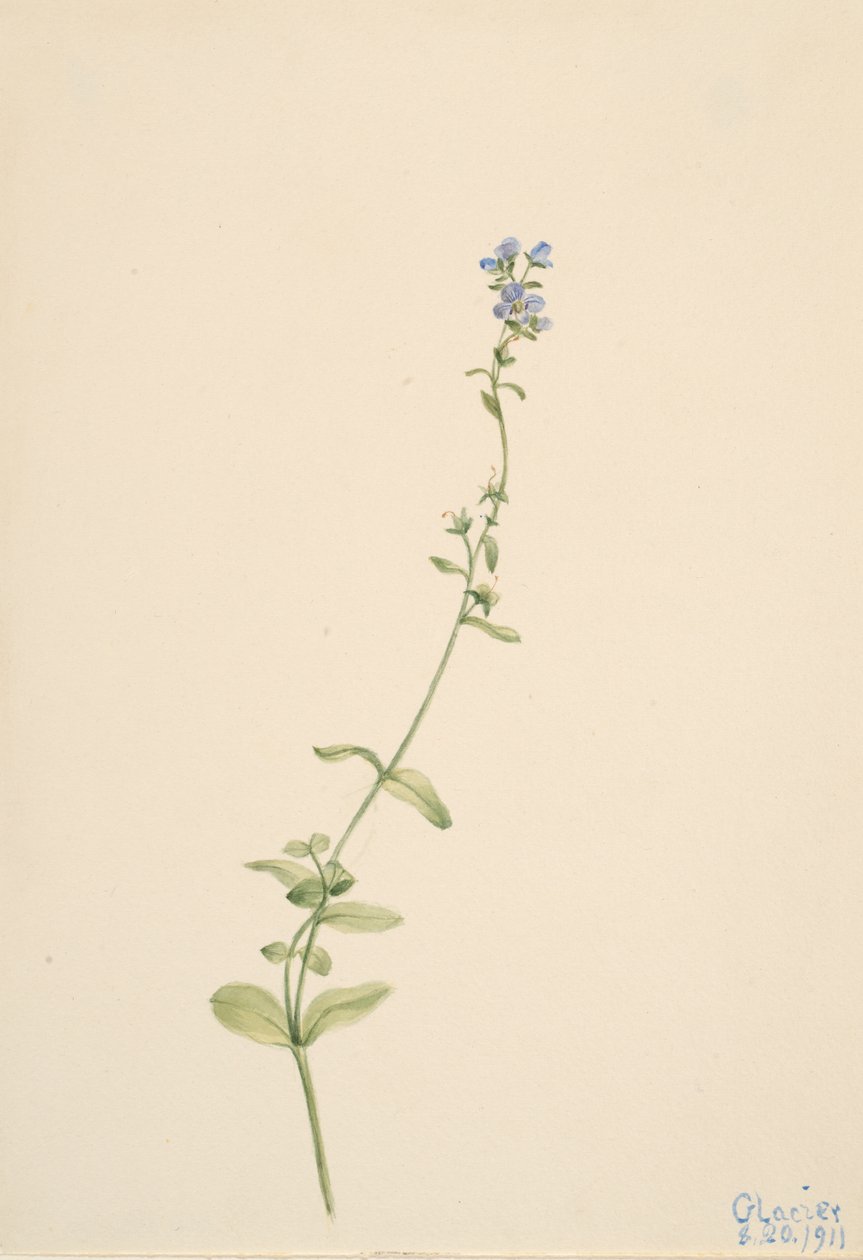 Veronica serpyllifolia, 1911. af Mary Vaux Walcott