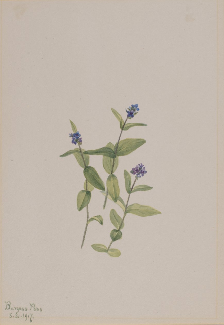 Veronica wormskjoldii, 1917. af Mary Vaux Walcott