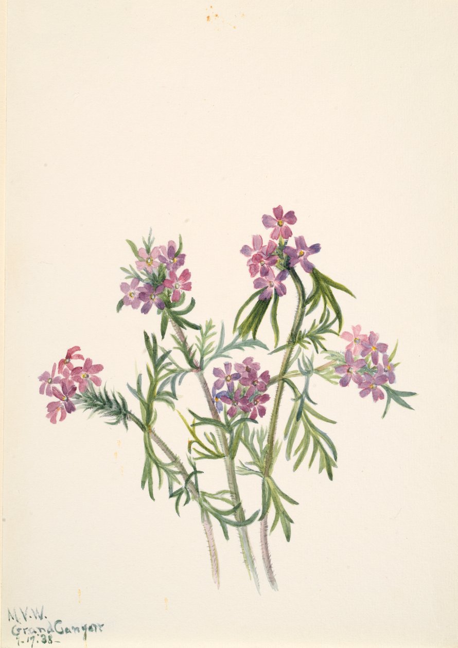 Vervain Verbena wrightii, 1938. af Mary Vaux Walcott