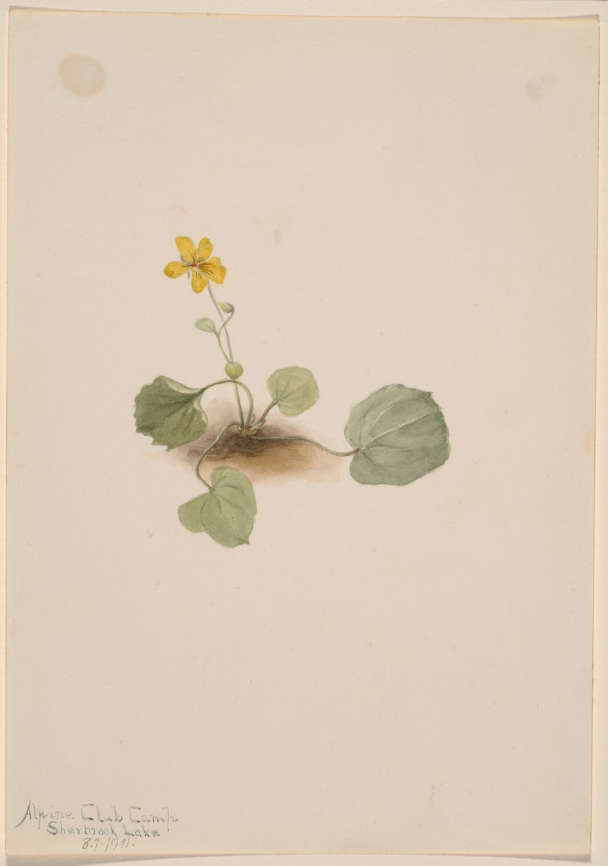 Viola orbiculata af Mary Vaux Walcott
