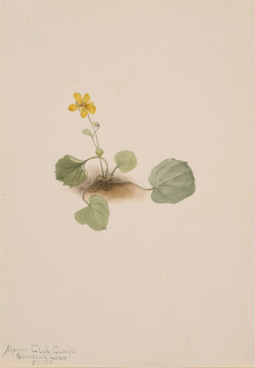 Viola orbiculata, 1911. af Mary Vaux Walcott