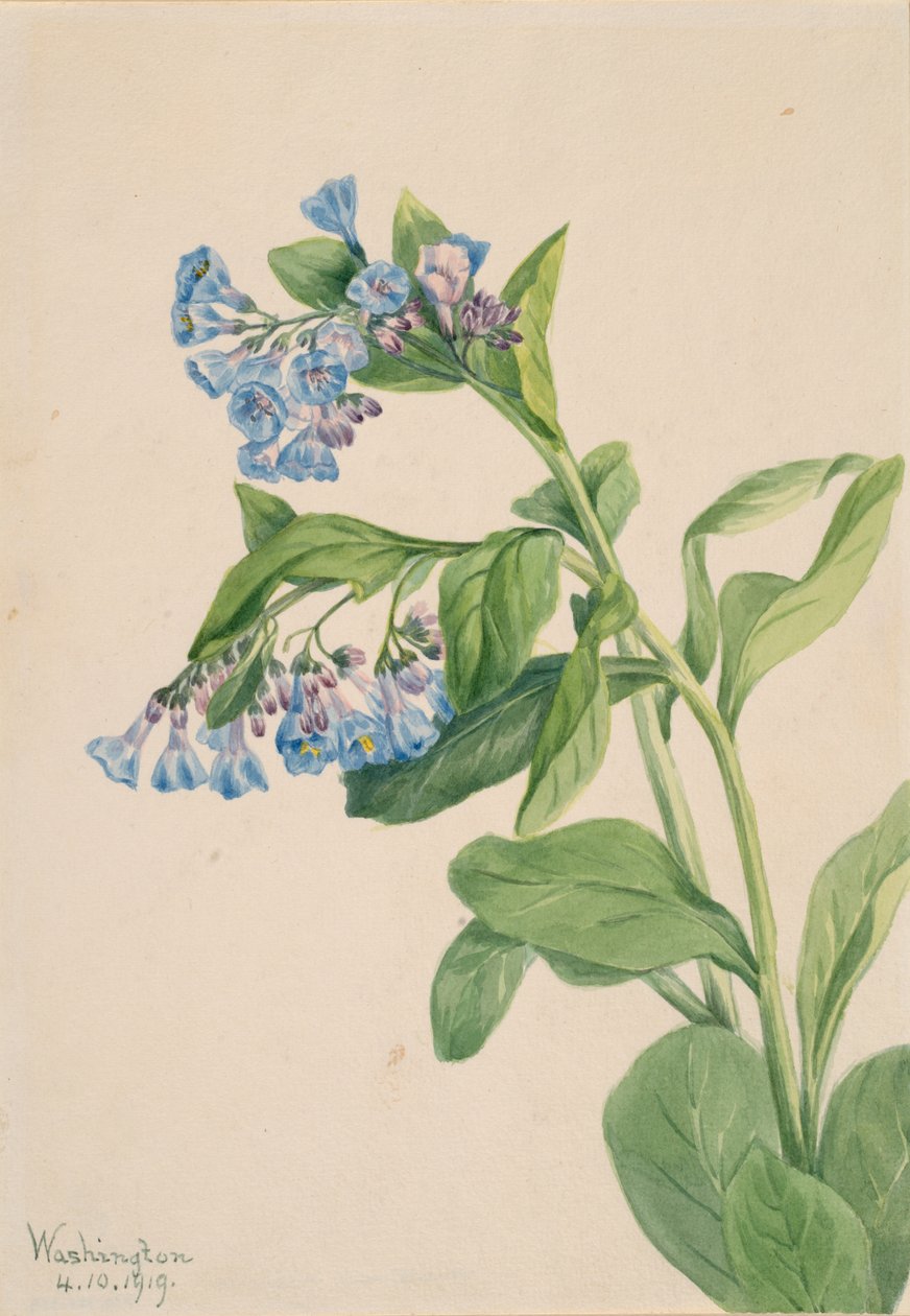 Virginia Bluebells Mertensia virginica, 1919. af Mary Vaux Walcott