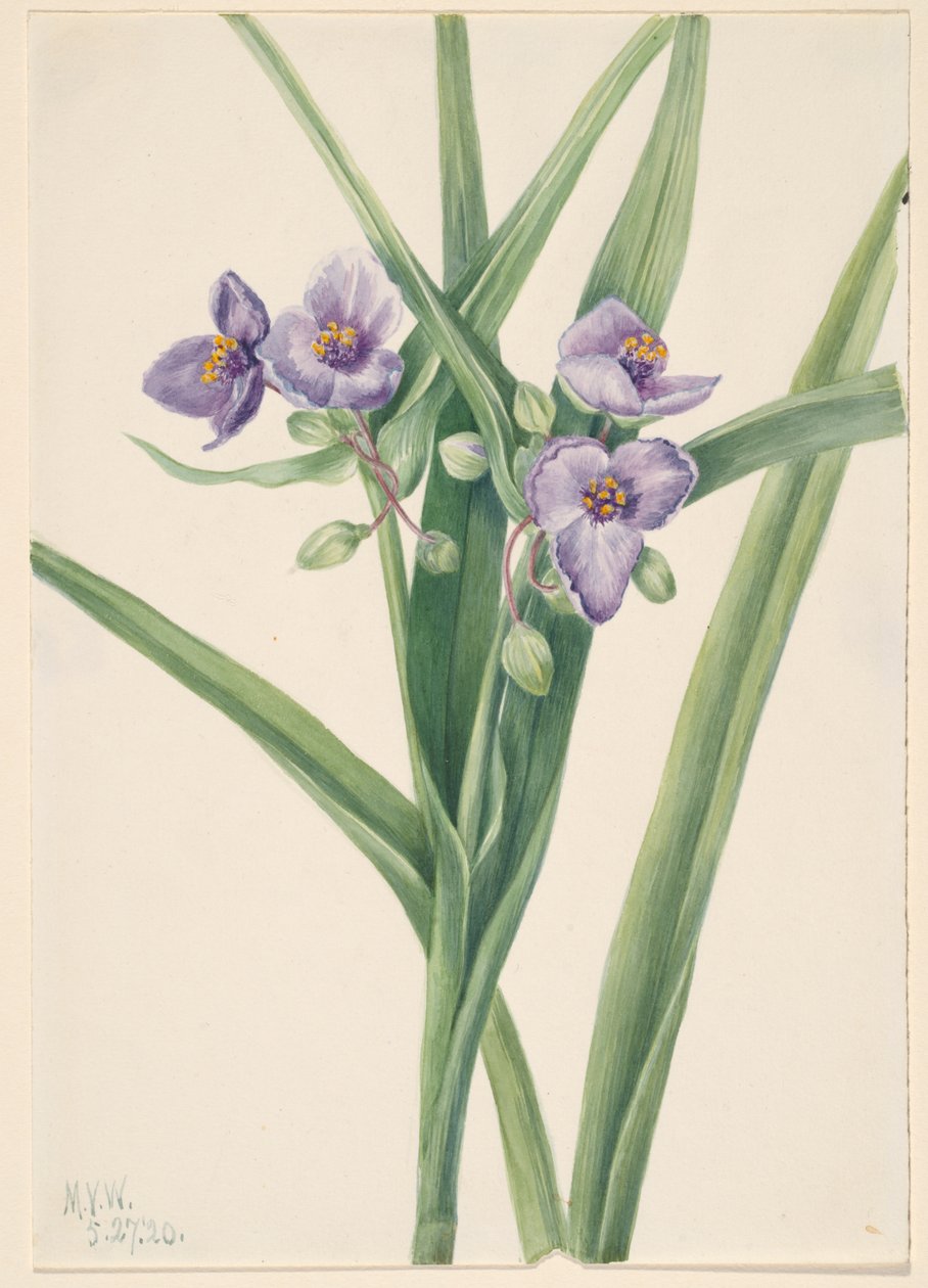 Virginia Spiderwort Tradescantia virginiana, 1920. af Mary Vaux Walcott