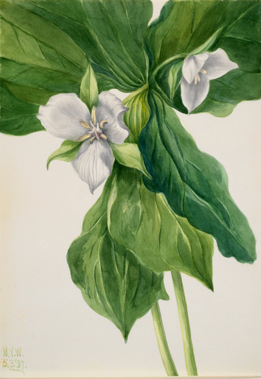 Wake-Robin Trillium-lignelse, 1939. af Mary Vaux Walcott