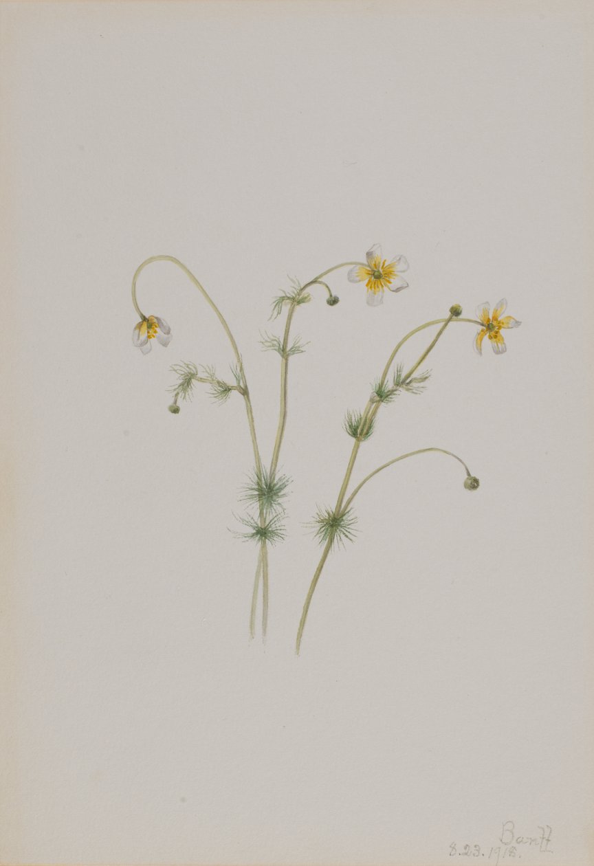 Vandkragefod Batrachium trichophyllum, 1918. af Mary Vaux Walcott