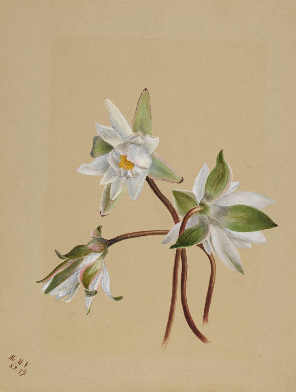 Vandliljer (Castalia odorata) af Mary Vaux Walcott