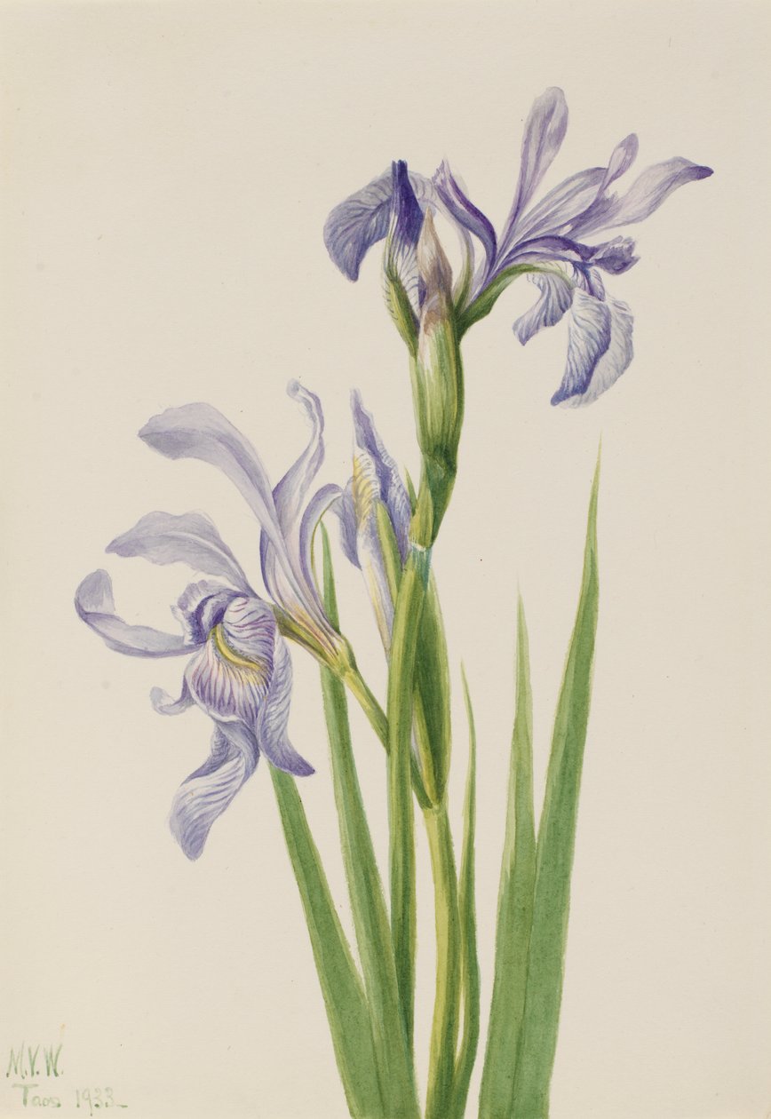 Western Blue Flag Iris missouriensis, 1933. af Mary Vaux Walcott