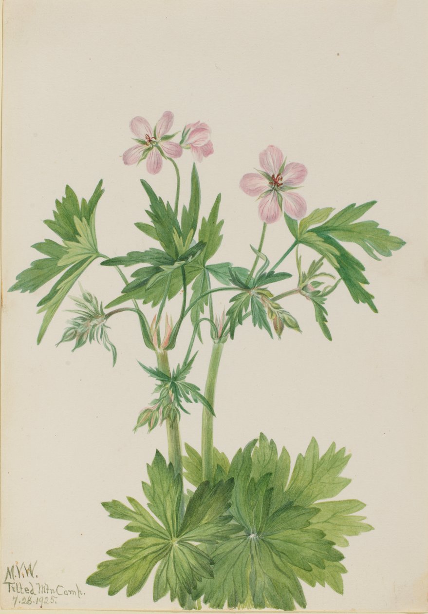 Western Cranesbill Geranium viscosissimum, 1925. af Mary Vaux Walcott