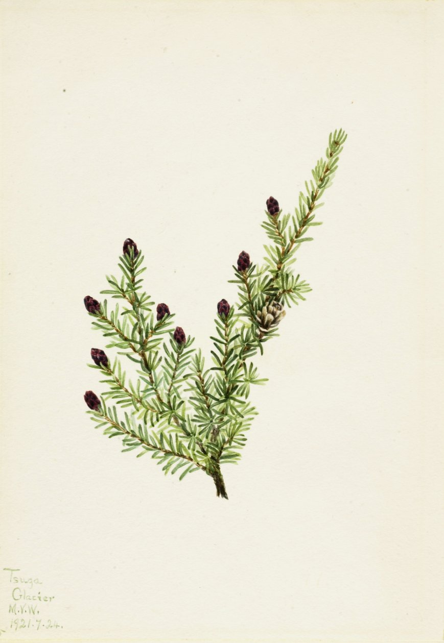 Western Hemlock Tsuga heterophylla, 1924. af Mary Vaux Walcott