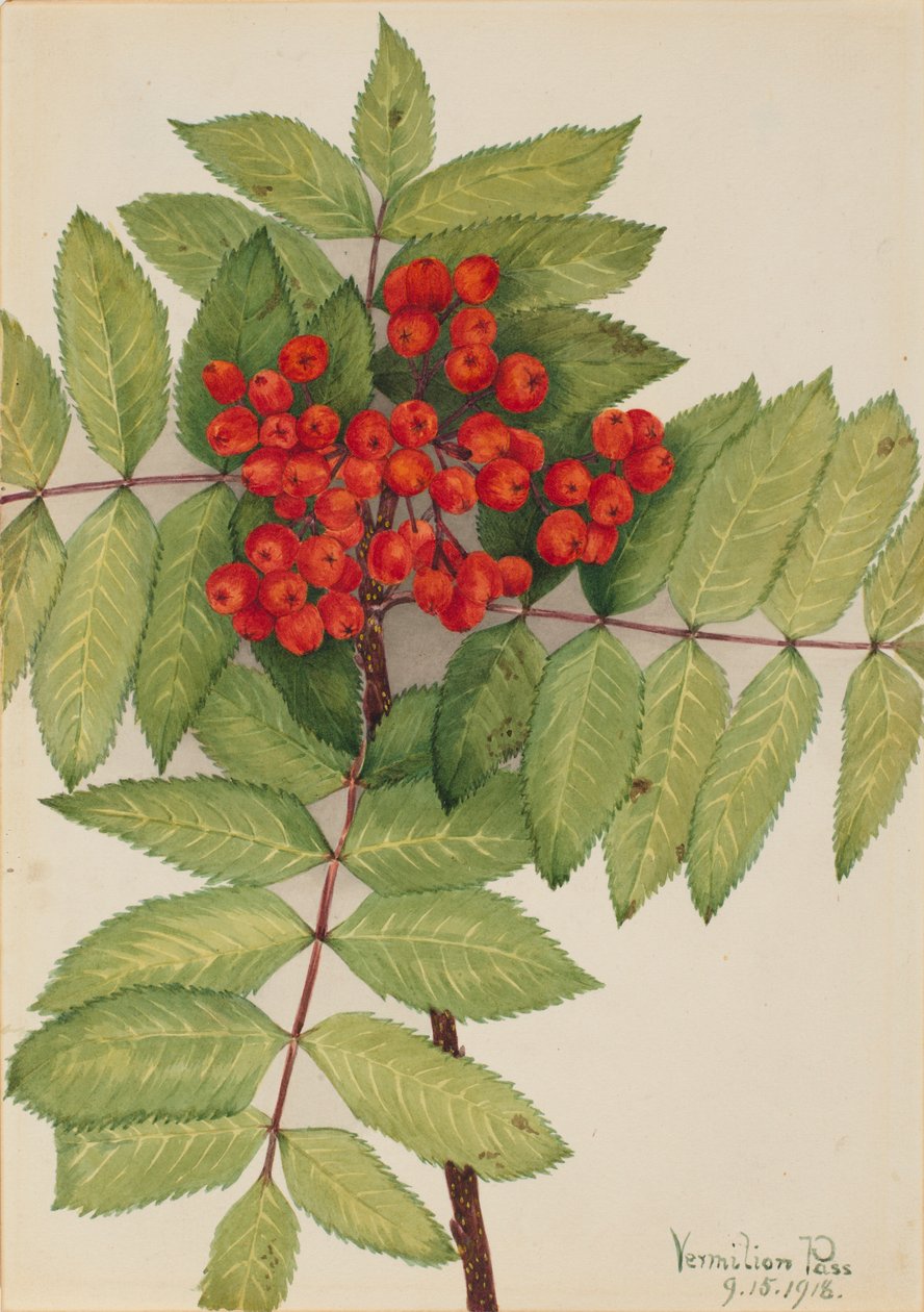 Vestlig røn (Sorbus sambucifolia) af Mary Vaux Walcott