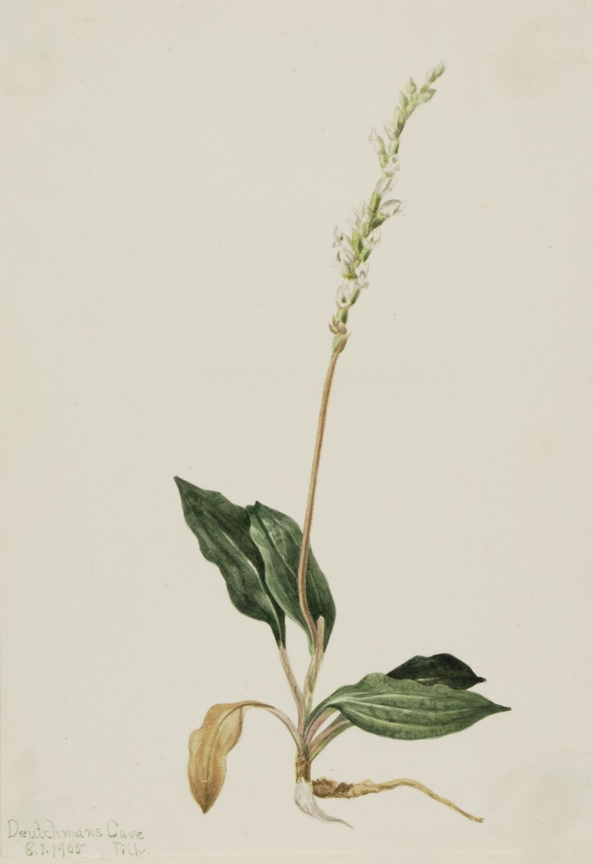 Klapperslange-vejbred (Peranium decipiens) af Mary Vaux Walcott