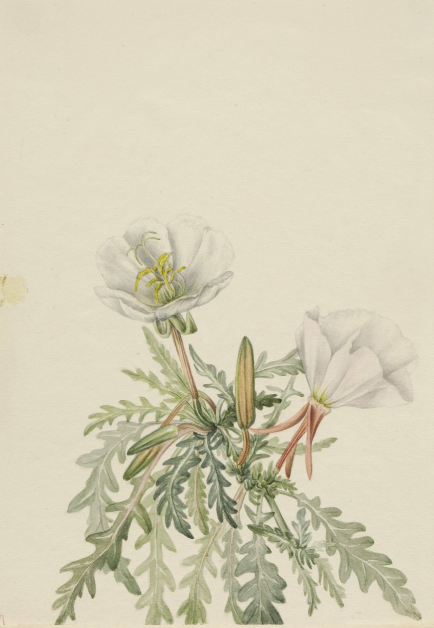 Hvid daggry (Pachyloplus marginatus) af Mary Vaux Walcott