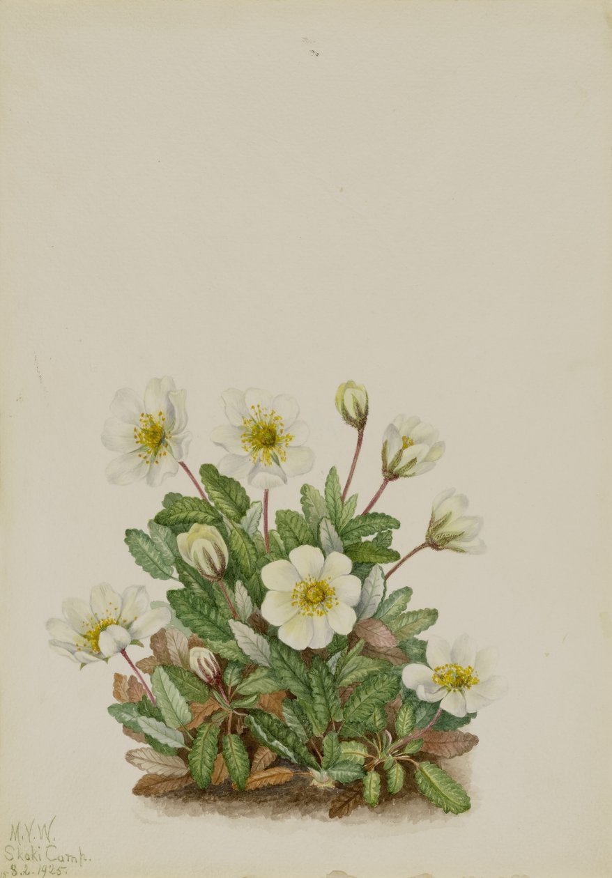 Hvid dryade (Dryas octopetala) af Mary Vaux Walcott