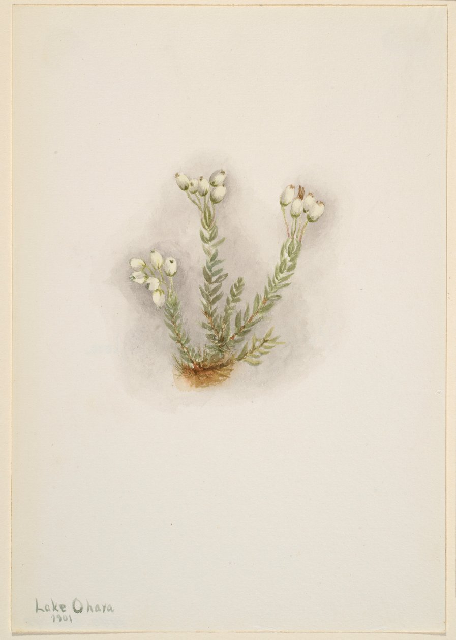 Hvid lyng (Phyllodoce grandiflora) af Mary Vaux Walcott