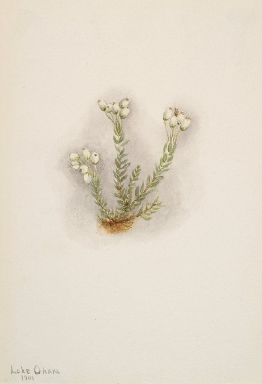 Hvid lyng Phyllodoce grandiflora, 1901. af Mary Vaux Walcott