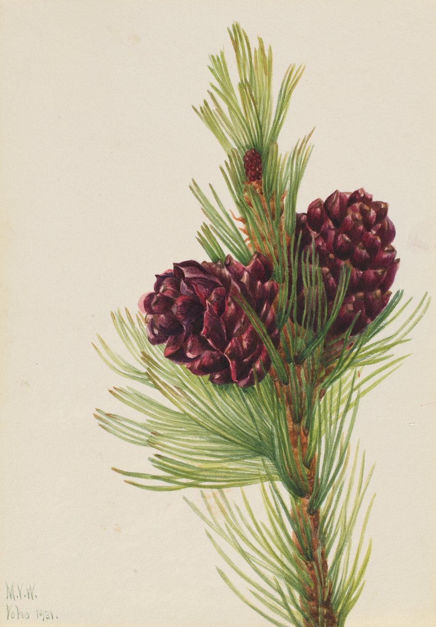 Hvidbarket fyr (Pinus albicaulis) af Mary Vaux Walcott