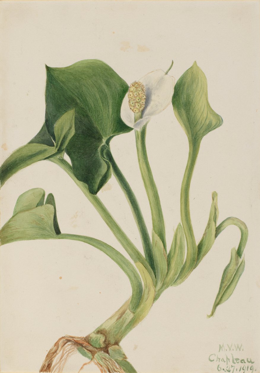 Vild Calla (Calla palustris) af Mary Vaux Walcott