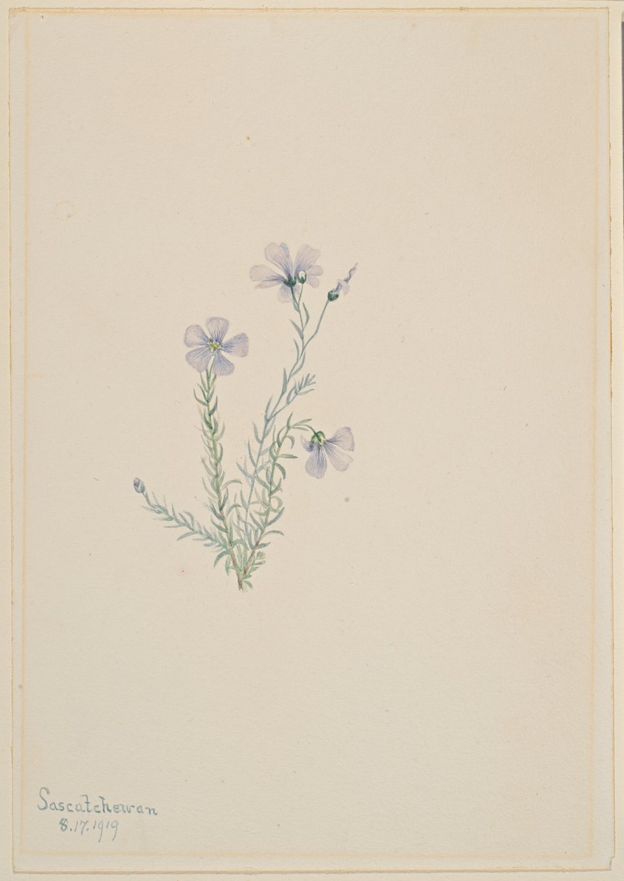 Vild hør (Linum lewisii) af Mary Vaux Walcott
