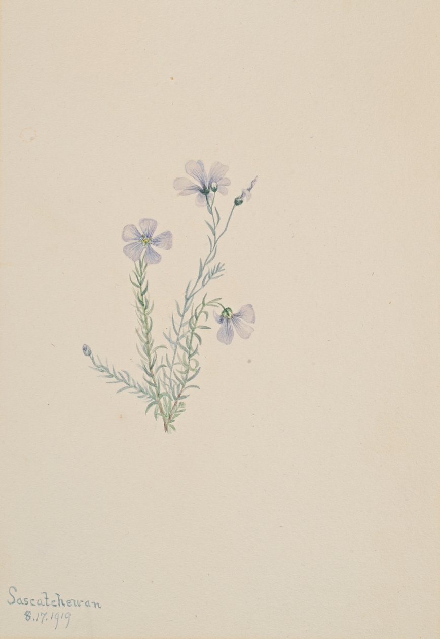 Vild hør Linum Lewis, 1919. af Mary Vaux Walcott