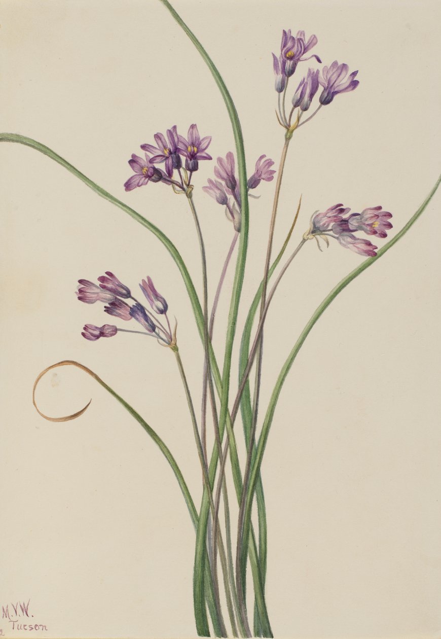 Vild hyacint Brodiaea pulchella, 1927. af Mary Vaux Walcott