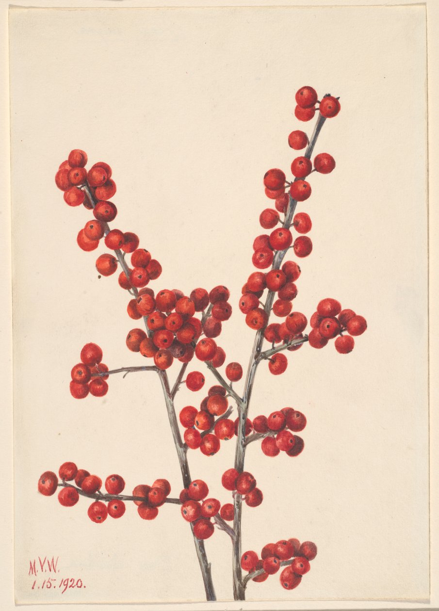 Vinterbær (Ilex verticillata) af Mary Vaux Walcott