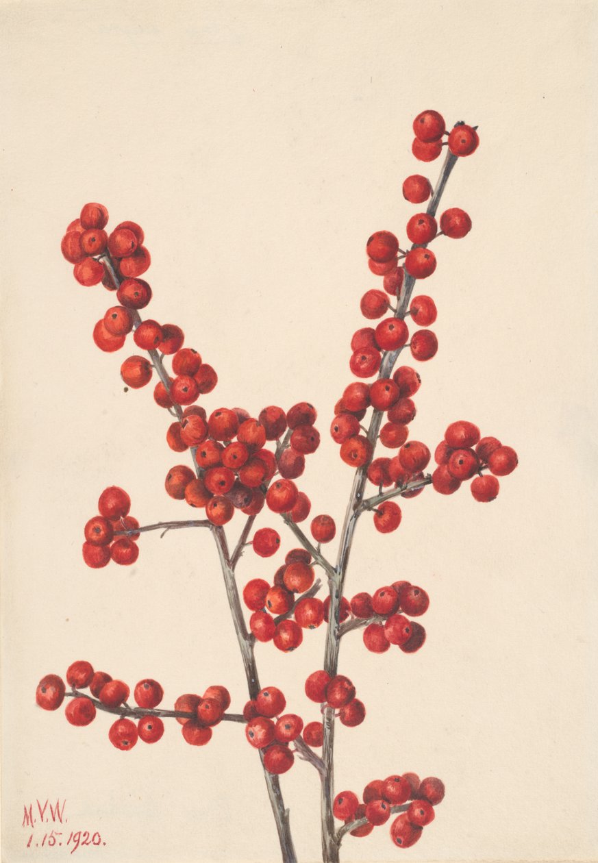 Winterberry Ilex verticillata, 1920. af Mary Vaux Walcott