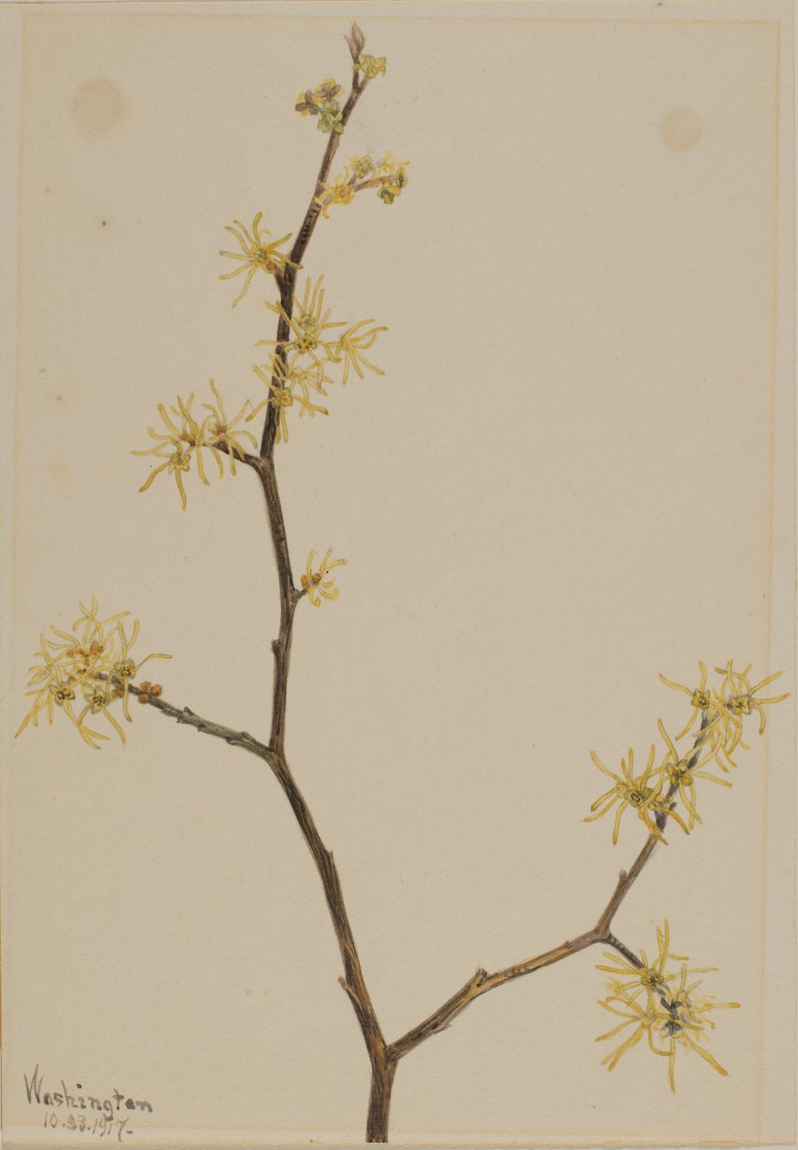 Troldhassel (Hamamelis virginiana) af Mary Vaux Walcott