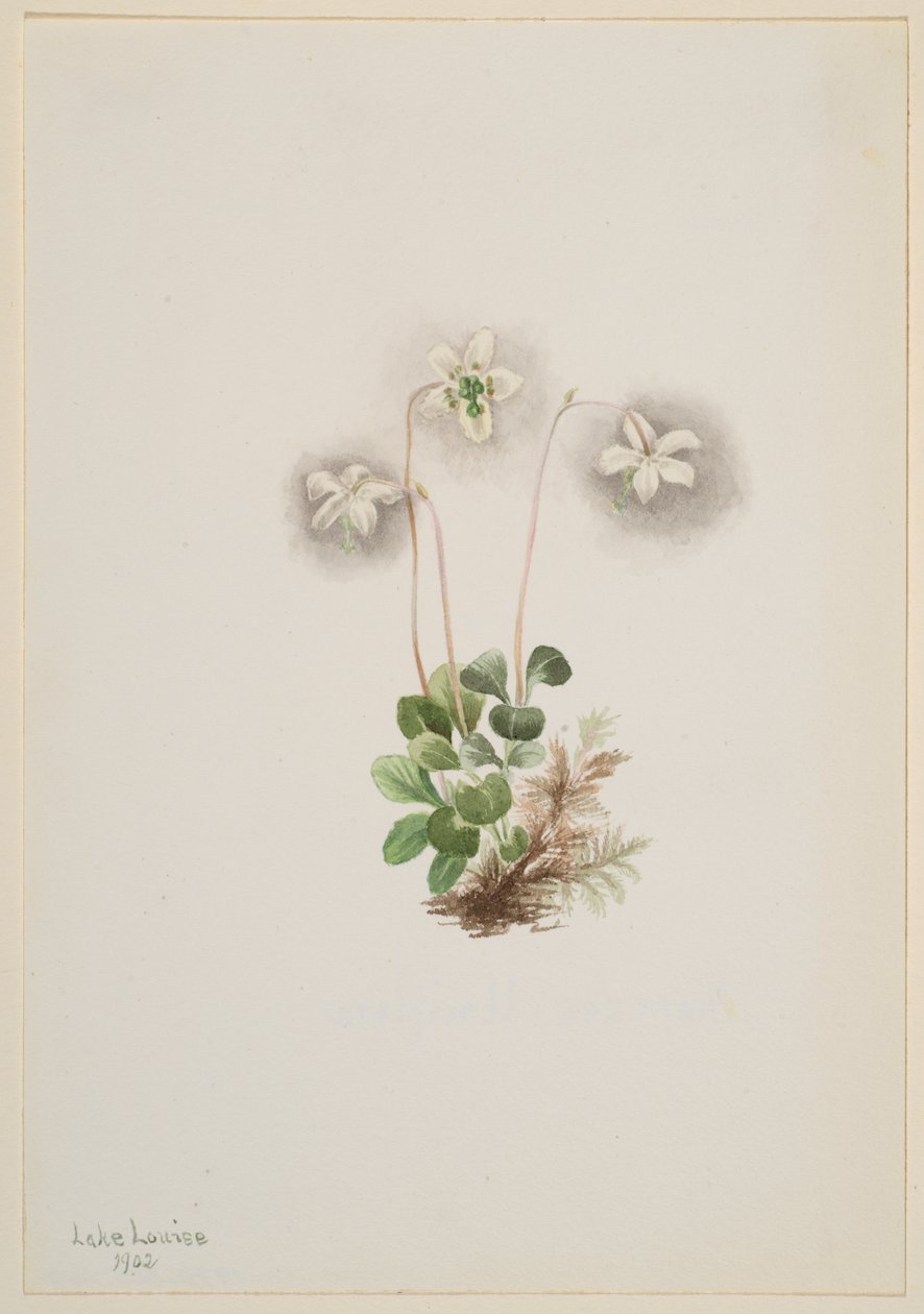 Wood-Nymph Moneses uniflora, 1902. af Mary Vaux Walcott