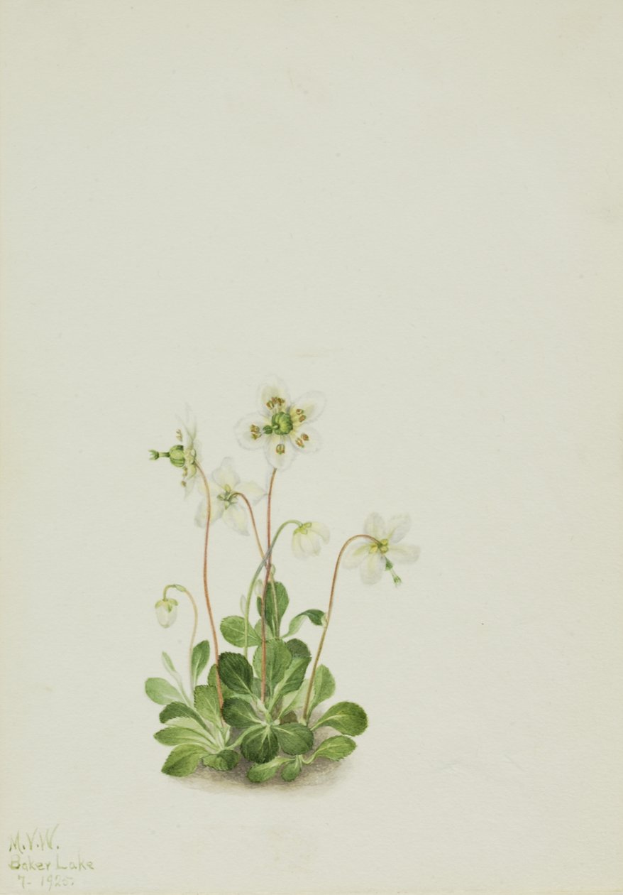 Wood Nymph Moneses uniflora, 1925. af Mary Vaux Walcott