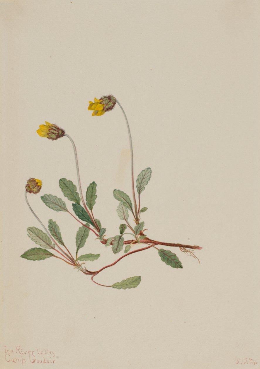 Gul dryade (Dryas drummondii) af Mary Vaux Walcott