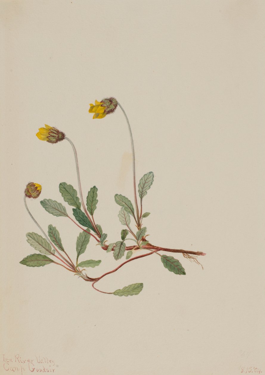 Gul Dryad Dryas drummondii, 1904. af Mary Vaux Walcott