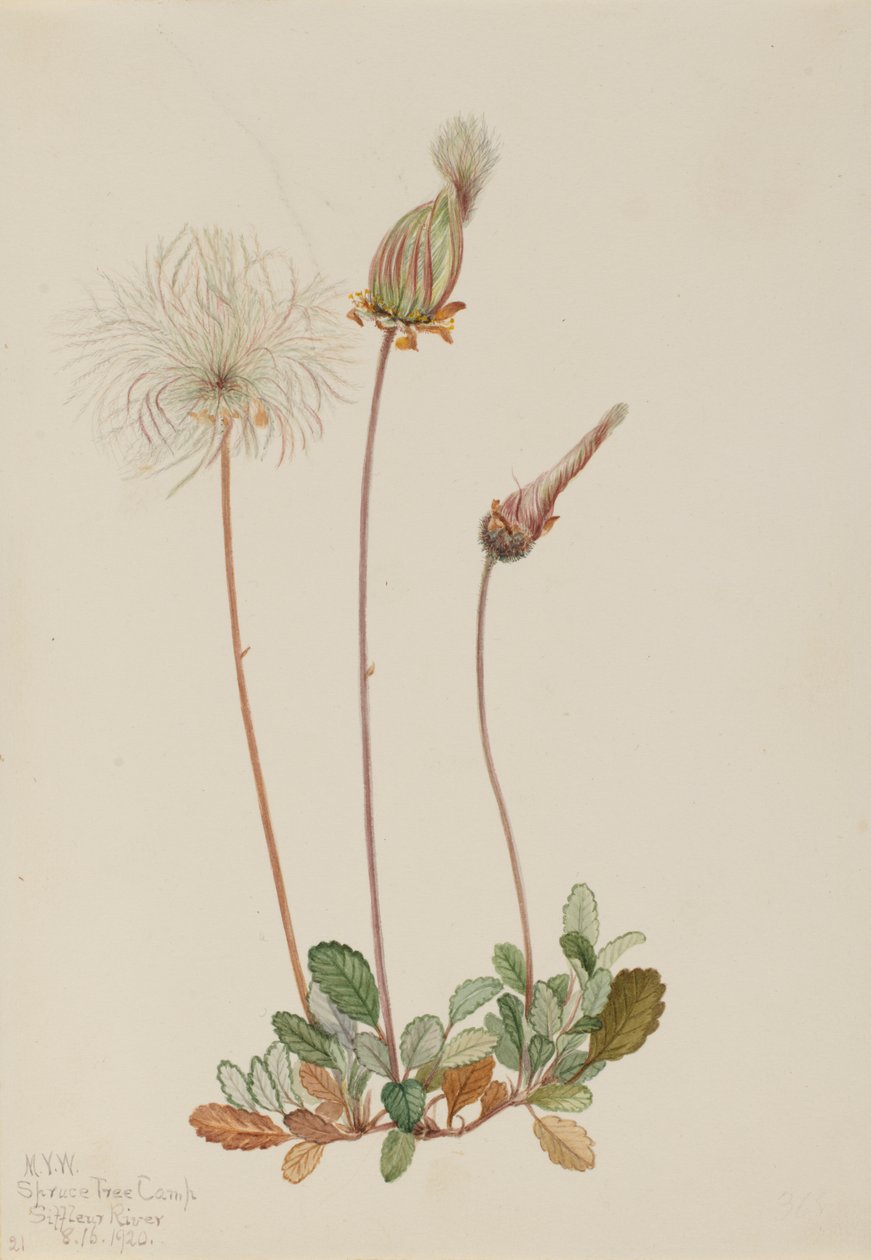 Gul Dryad frugt Dryas drummondii, 1920. af Mary Vaux Walcott