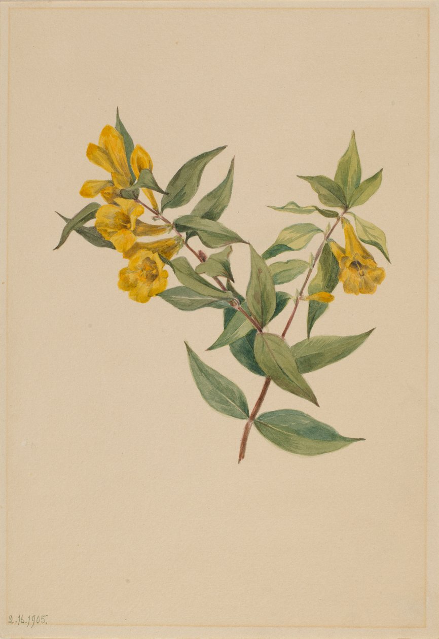 Gul jessamin (Gelsemium sempervirens) af Mary Vaux Walcott