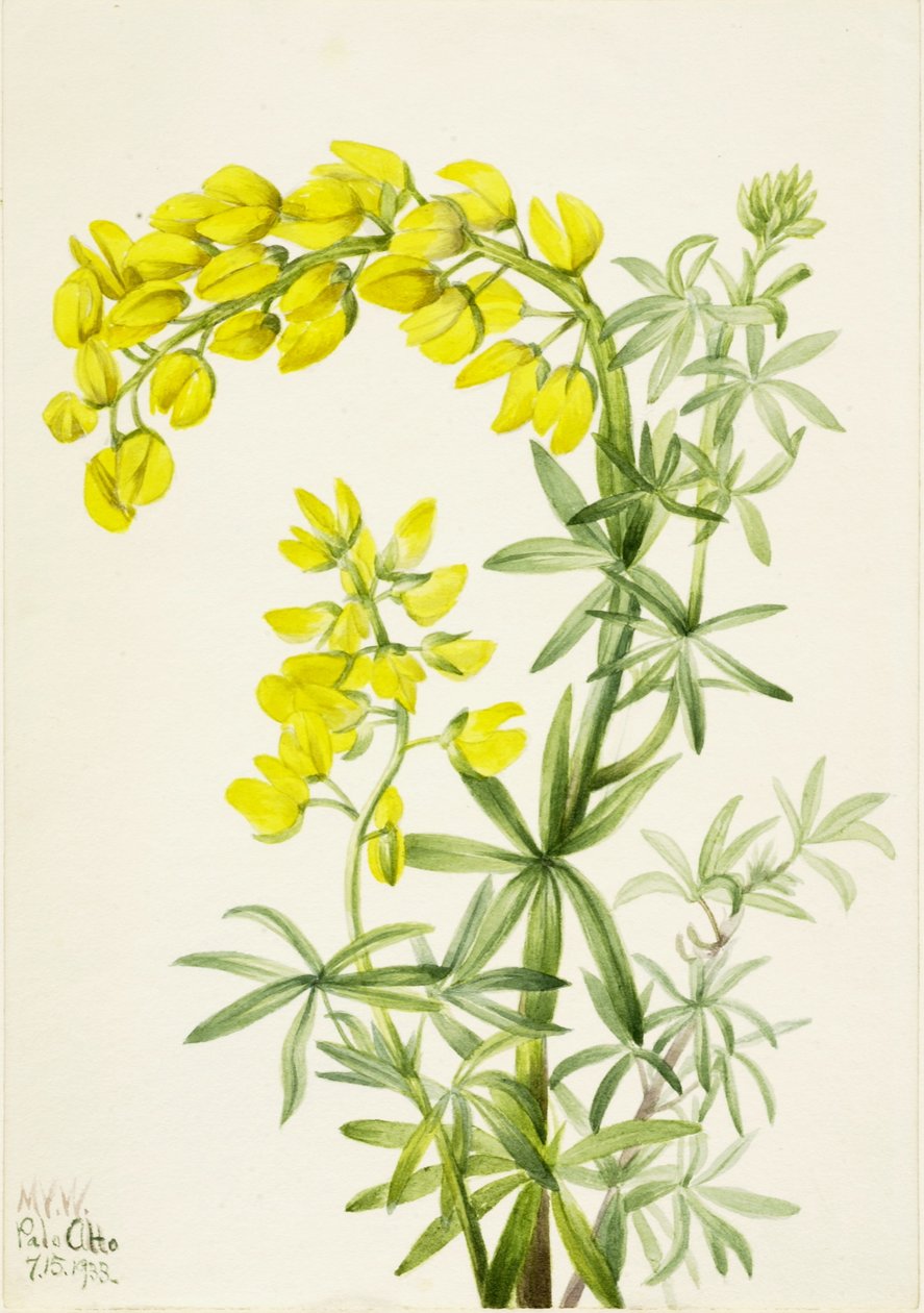 Gul lupin (Lupinis arboreus) af Mary Vaux Walcott