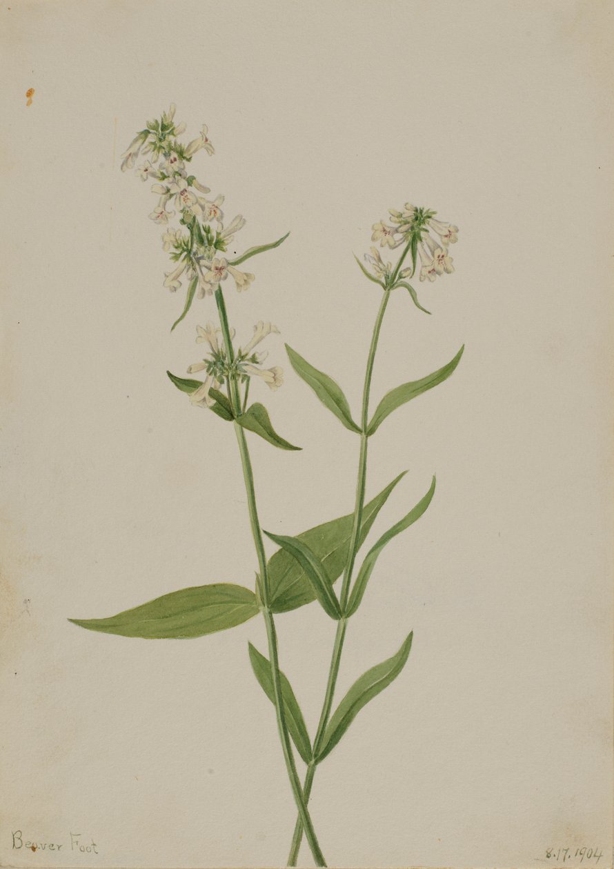 Gul Pentstemon (Pentstemon confertus) af Mary Vaux Walcott
