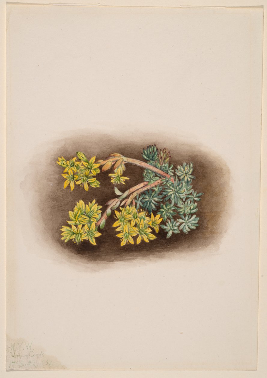 Gul stenurt (Sedum stenopetalum) af Mary Vaux Walcott