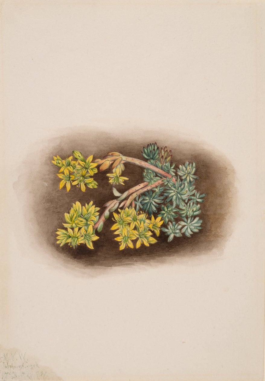 Gul stenurt Sedum stenopetalum, 1922. af Mary Vaux Walcott