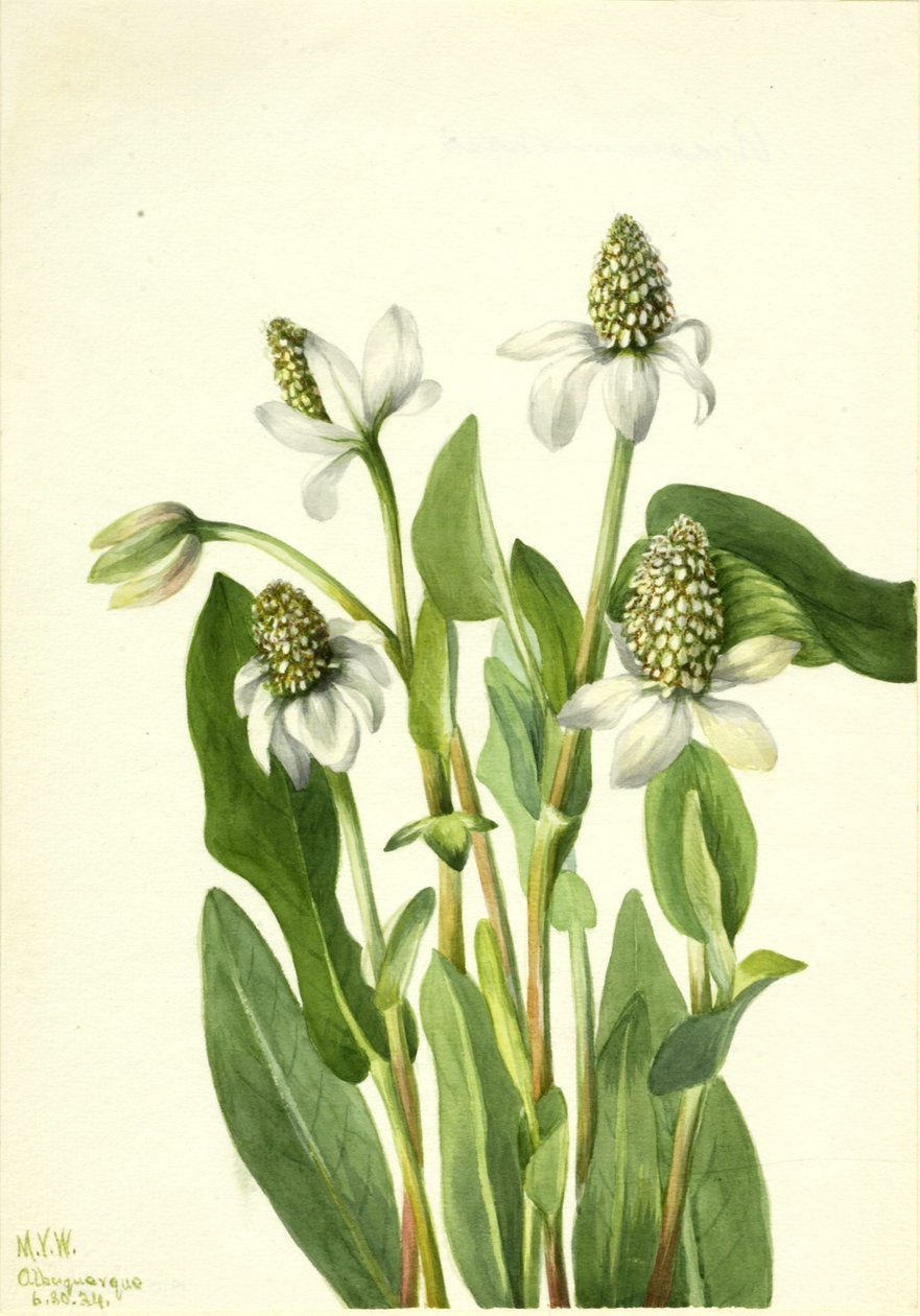 Yerba Mansa (Anemopsis californica) af Mary Vaux Walcott